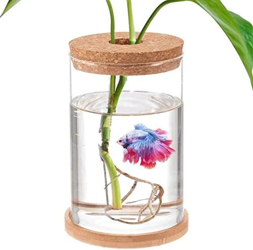 Akvaria a rybářské mísy |  Akvarium pro Betta ryby – Mini misky pro Betta ryby, akvaponické akvárium, průhledný hydroponický rostlinný terárium pro podporu ekosystému vodního prostředí – 6,7″ V 3,9″ Š Akvaria a rybářské mísy Akvaria a rybářské mísy